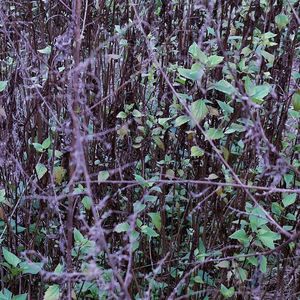 智人的“人”质[Prod By.风味茄紫少喝酒]