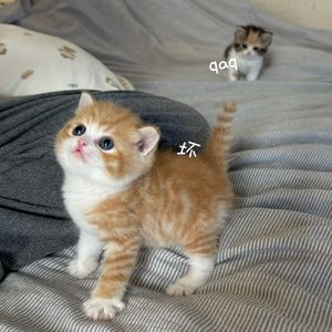 梁山伯与茱丽叶