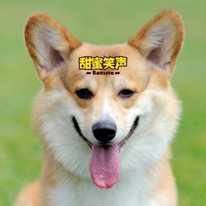 小调皮兔 (吉他)