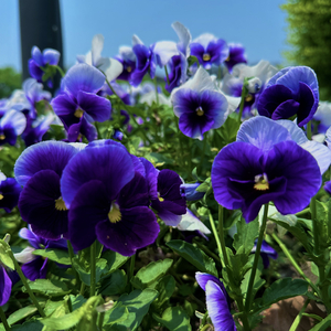 告诉你我多想你