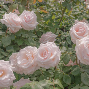 无人区玫瑰 Rnb Beat