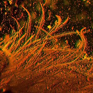 おめでとう(Interludio)