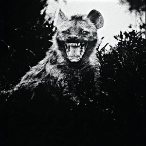 Hyena