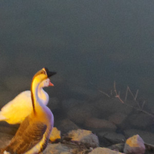 当夜色坠入人海（Prod by BECU BEATZ）