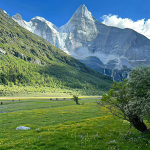 受伤猫咪的花之约