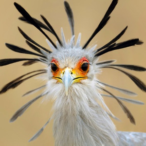 Yard Sale (nightcore)