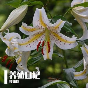 中二少女养花记