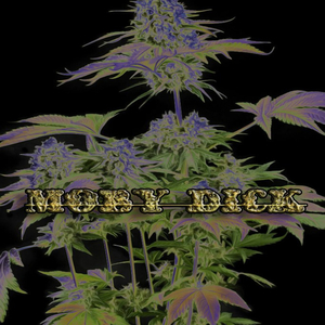 Moby **** (feat. Bill-01 & BryanRister)