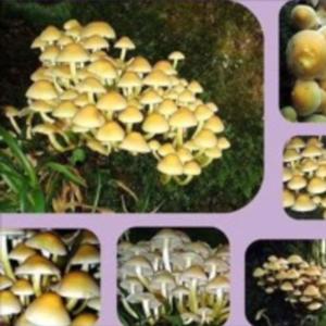 lagg (feat. handweep & marlee)