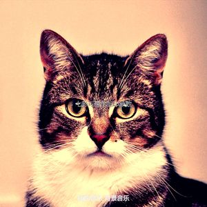 微妙的小猫心情