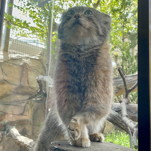 レフをしのんで