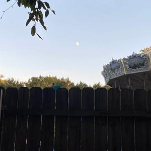 I Wish That I Could Love You