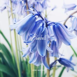 Bluebells