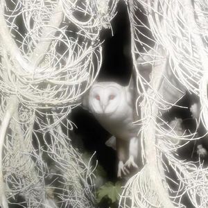 【FREE】'ovo ' Dark Trap Beat