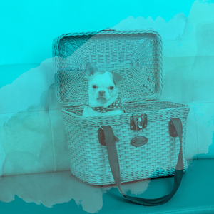 Fantastic Music for Relaxing Your Dog