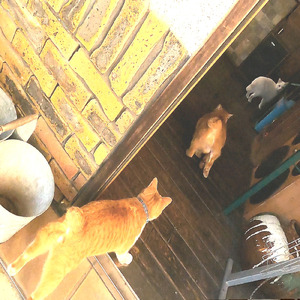 春の野良猫大運動会