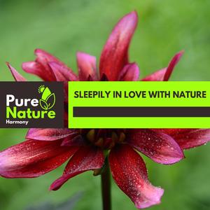 Affection Of Crickets Night