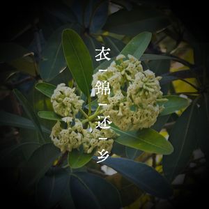 又见盆架子