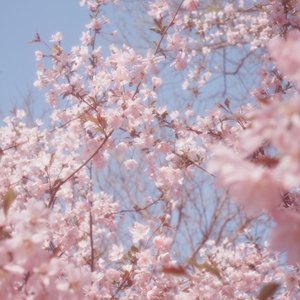 夜晚草原之自由悠扬