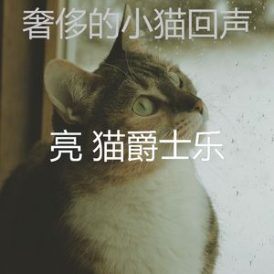 精彩小猫环境