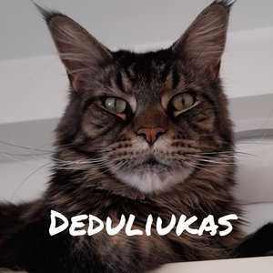 Котик мой