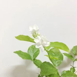 青玉恋（片段）