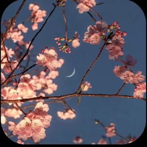 樱花树下