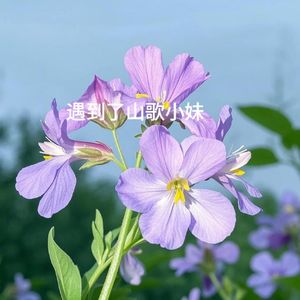 遇到了山歌小妹 伴奏