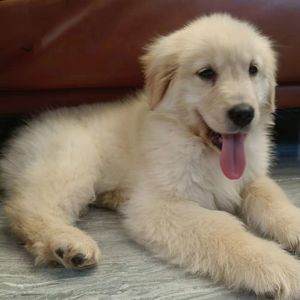 夜中燃尽的木柴