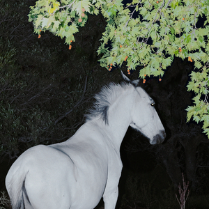 Saisons - Mouvement 4