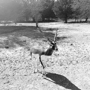 House of the Rising Sun