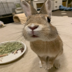 長靴をはいた猫