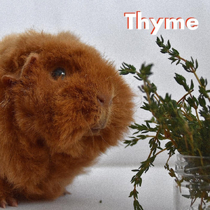 Thyme