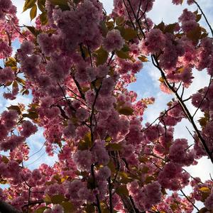 kirschblüten