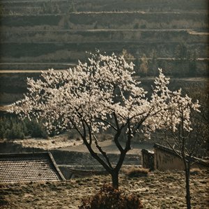 记住我看你的眼