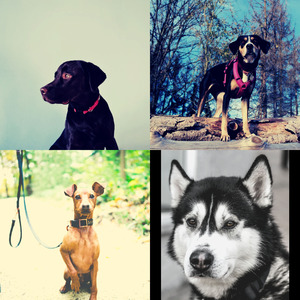 一尘不染孤独的狗印象数