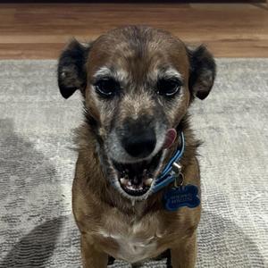 Stop Talking to Dogs like Me