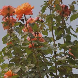 追光者（钢琴版）