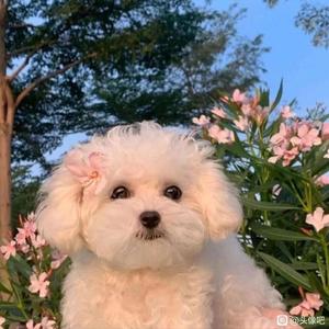 音频 51111111111111111