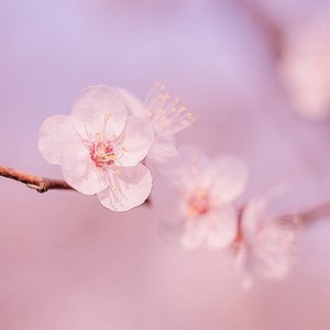 我心似你（cover双笙）（翻自 颖儿dy）