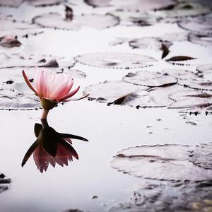 眠眠（翻自 郁可唯）