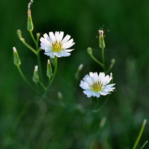 野花（蛮菩萨翻自：荆纯）