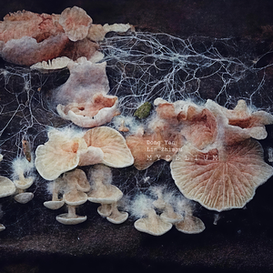 菌丝体mycelium