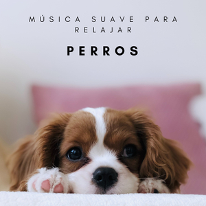 Relajación Suprema De Gatos