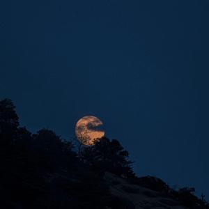 化身孤岛的鲸（Cover 谢安琪）