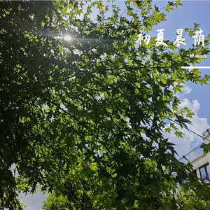 初夏晨荫