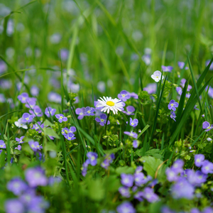 Dag for Dag (Blott en Dag JMS versjon)