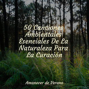 Canción de los Centinelas Adormecidos