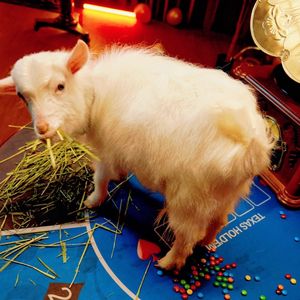 一顿爆拉（Just Sh!t）