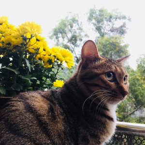 记忆中的冬天（2018）